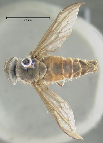Media type: image;   Entomology 29783 Aspect: habitus dorsal view